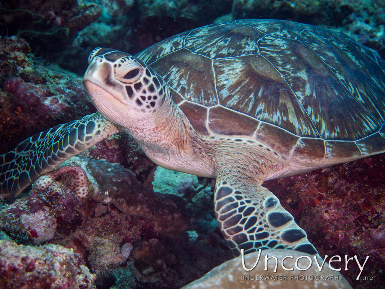 Green Sea Turtle (chelonia Mydas), photo taken in Maldives, Male Atoll, South Male Atoll, Guraidhu Corner