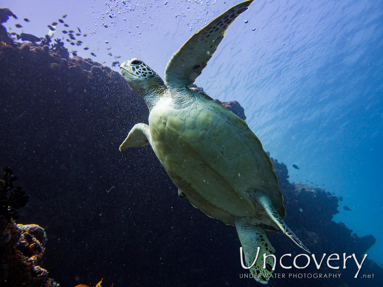 Green Sea Turtle (chelonia Mydas) shot in Maldives|Male Atoll|South Male Atoll|Guraidhu Corner
