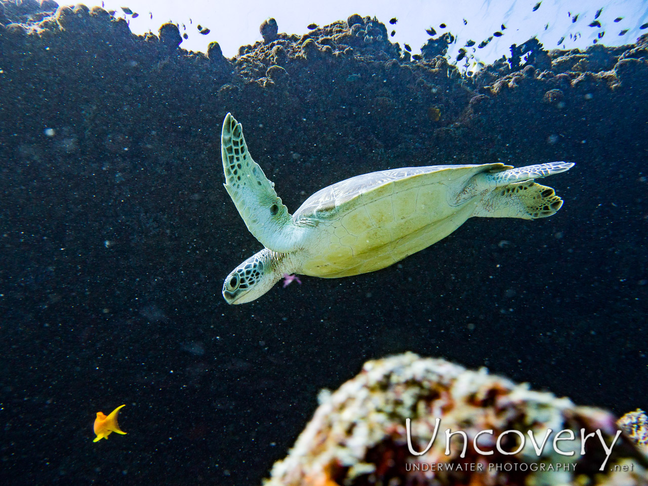 Green Sea Turtle (chelonia Mydas), photo taken in Maldives, Male Atoll, South Male Atoll, Guraidhu Corner