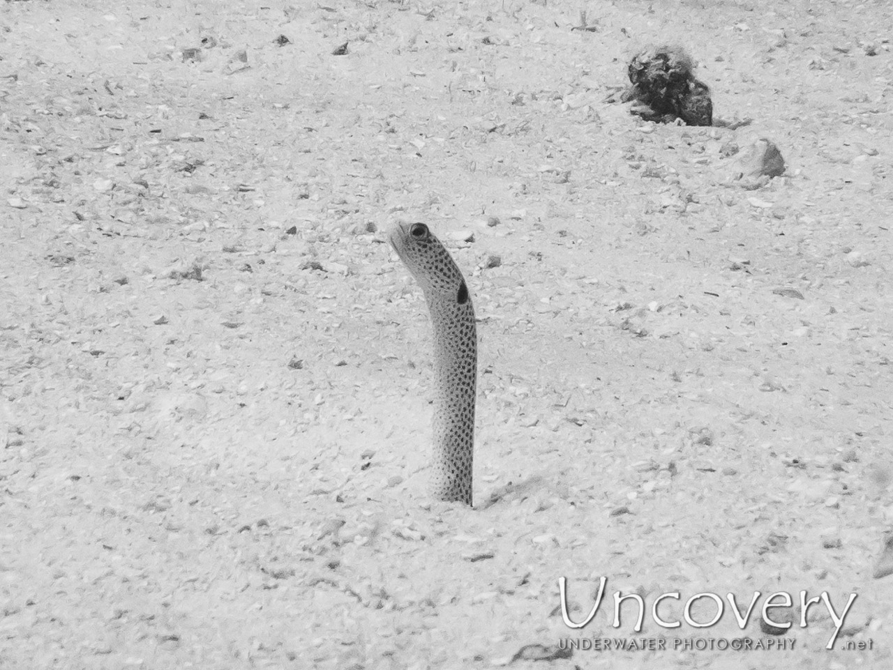 Spotted Garden Eel (heteroconger Hassi), photo taken in Maldives, Male Atoll, South Male Atoll, Biadhu Giri
