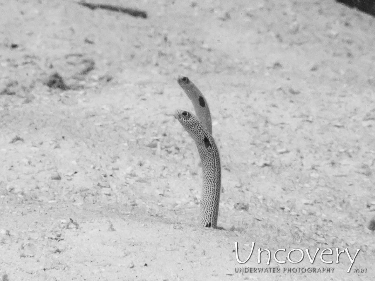 Spotted Garden Eel (heteroconger Hassi), photo taken in Maldives, Male Atoll, South Male Atoll, Biadhu Giri