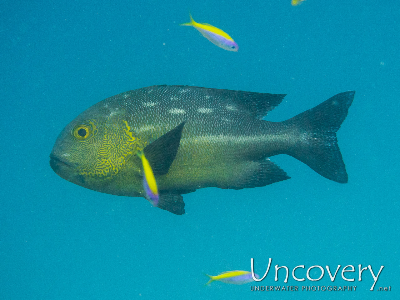 Midnight Snapper (macolor Macularis), photo taken in Maldives, Male Atoll, South Male Atoll, Biadhu Giri