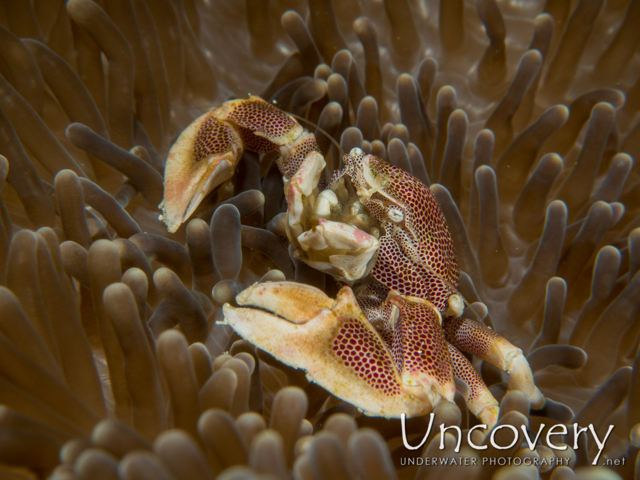 Spotted Porcelain Crab (neopetrolisthes Maculatus) shot in Maldives|Male Atoll|South Male Atoll|Cocoa Corner