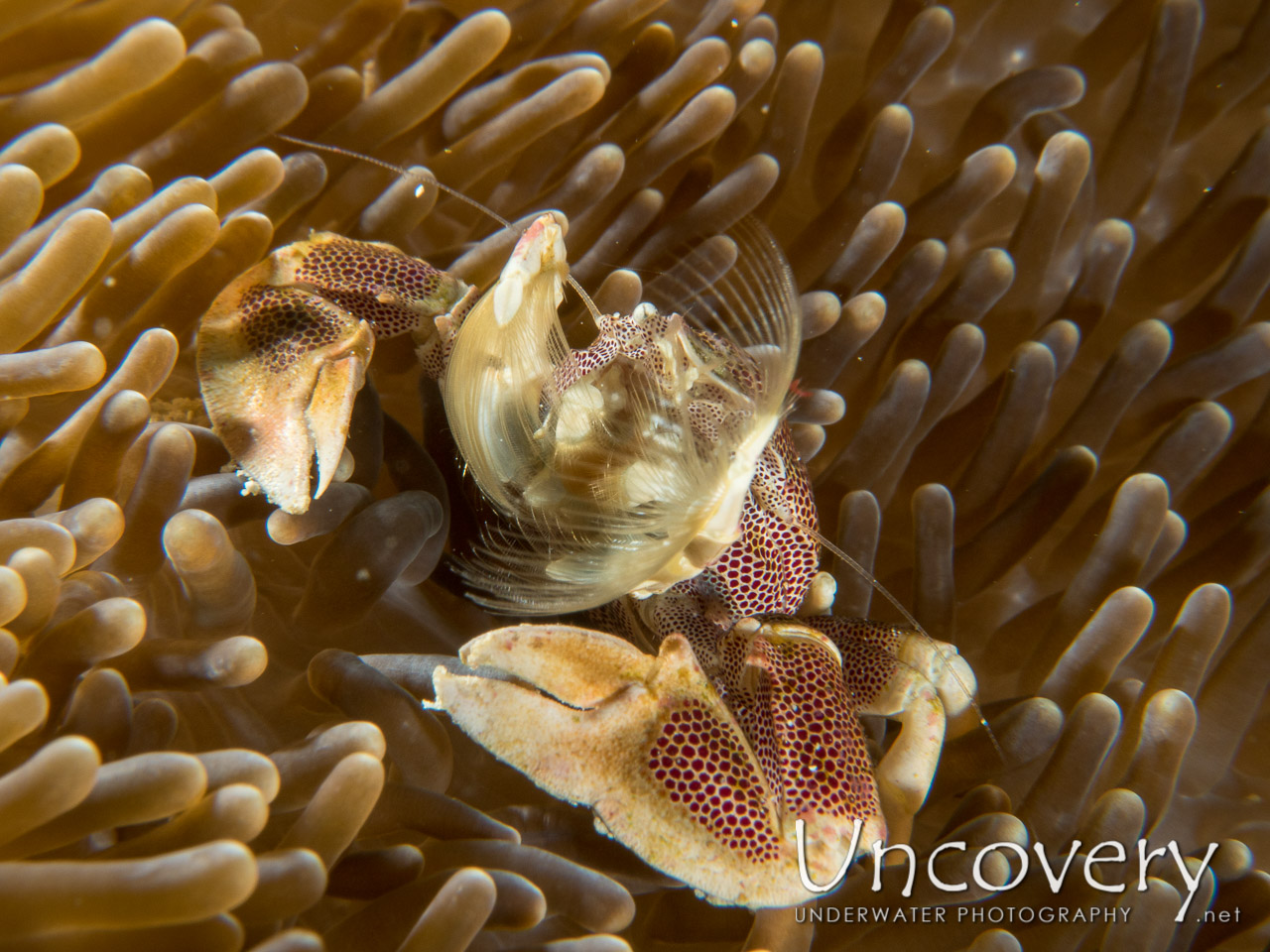 Spotted Porcelain Crab (neopetrolisthes Maculatus), photo taken in Maldives, Male Atoll, South Male Atoll, Cocoa Corner
