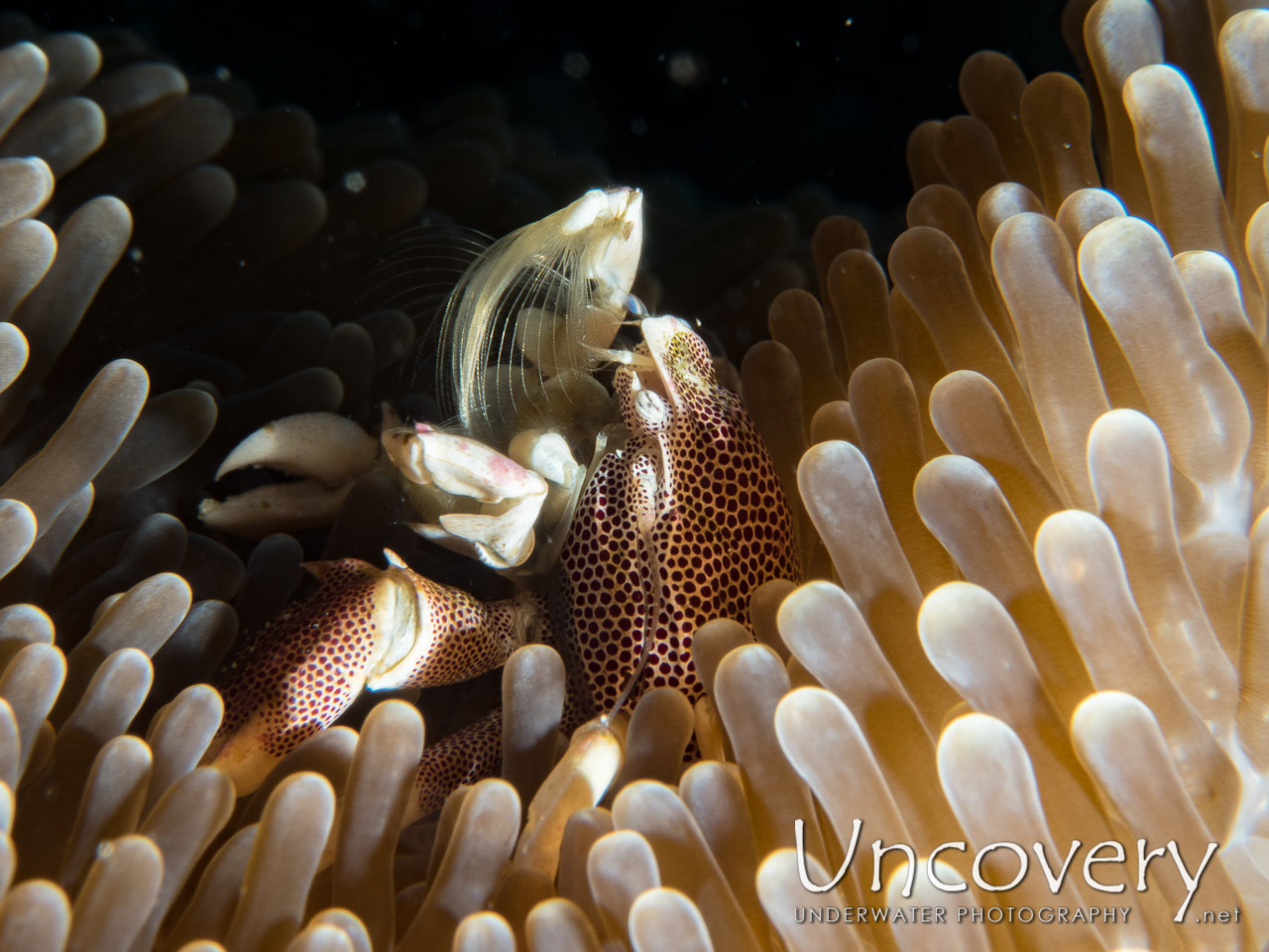 Spotted Porcelain Crab (neopetrolisthes Maculatus) shot in Maldives|Male Atoll|South Male Atoll|Cocoa Corner