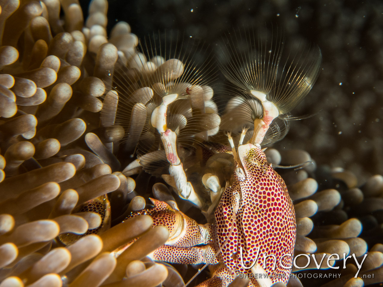 Spotted Porcelain Crab (neopetrolisthes Maculatus), photo taken in Maldives, Male Atoll, South Male Atoll, Cocoa Corner