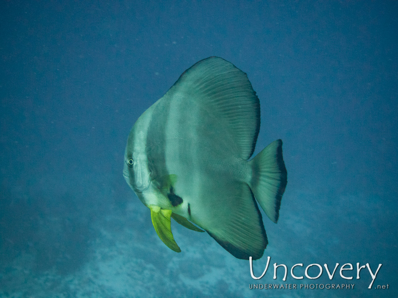Blanthead Batfish (platax Teira) shot in Maldives|Male Atoll|South Male Atoll|Cocoa Corner