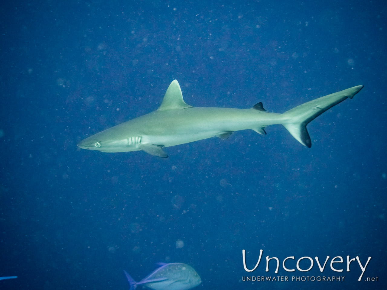 Grey Reefshark (carcharhinus Amblyrhynchos) shot in Maldives|Male Atoll|South Male Atoll|Miyaru Faru