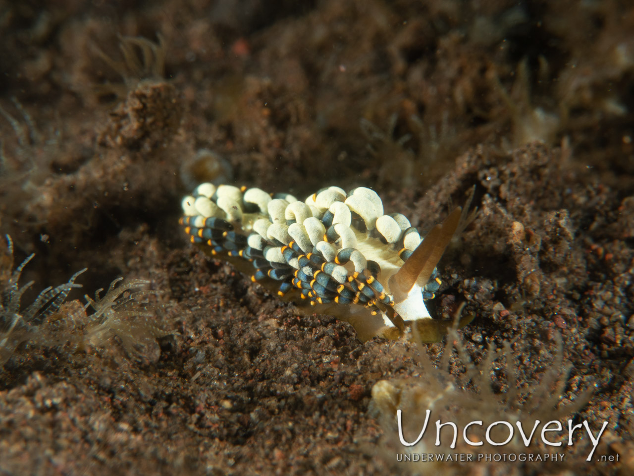 Nudibranch, photo taken in Indonesia, Bali, Tulamben, Segara