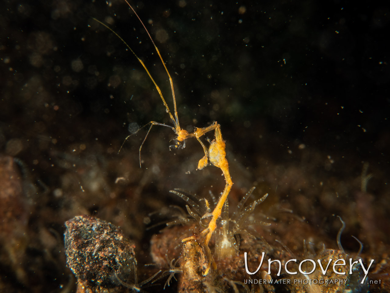 Skeleton Shrimp (caprellidae), photo taken in Indonesia, Bali, Tulamben, Segara