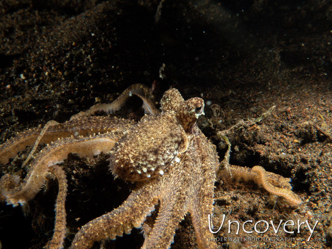 Lilliput Longarm Octopus (macrotritopus Defilippi), photo taken in Indonesia, Bali, Tulamben, Segara