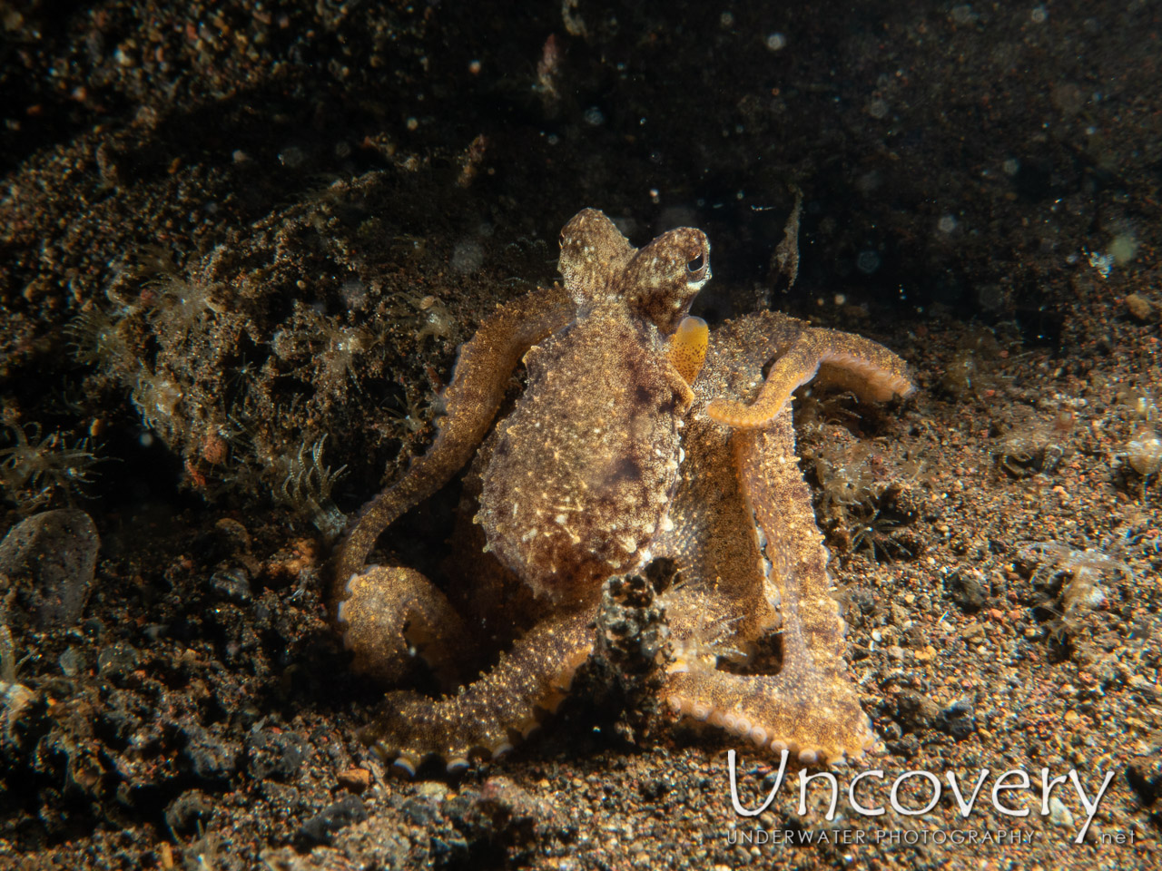 Lilliput Longarm Octopus (macrotritopus Defilippi), photo taken in Indonesia, Bali, Tulamben, Segara