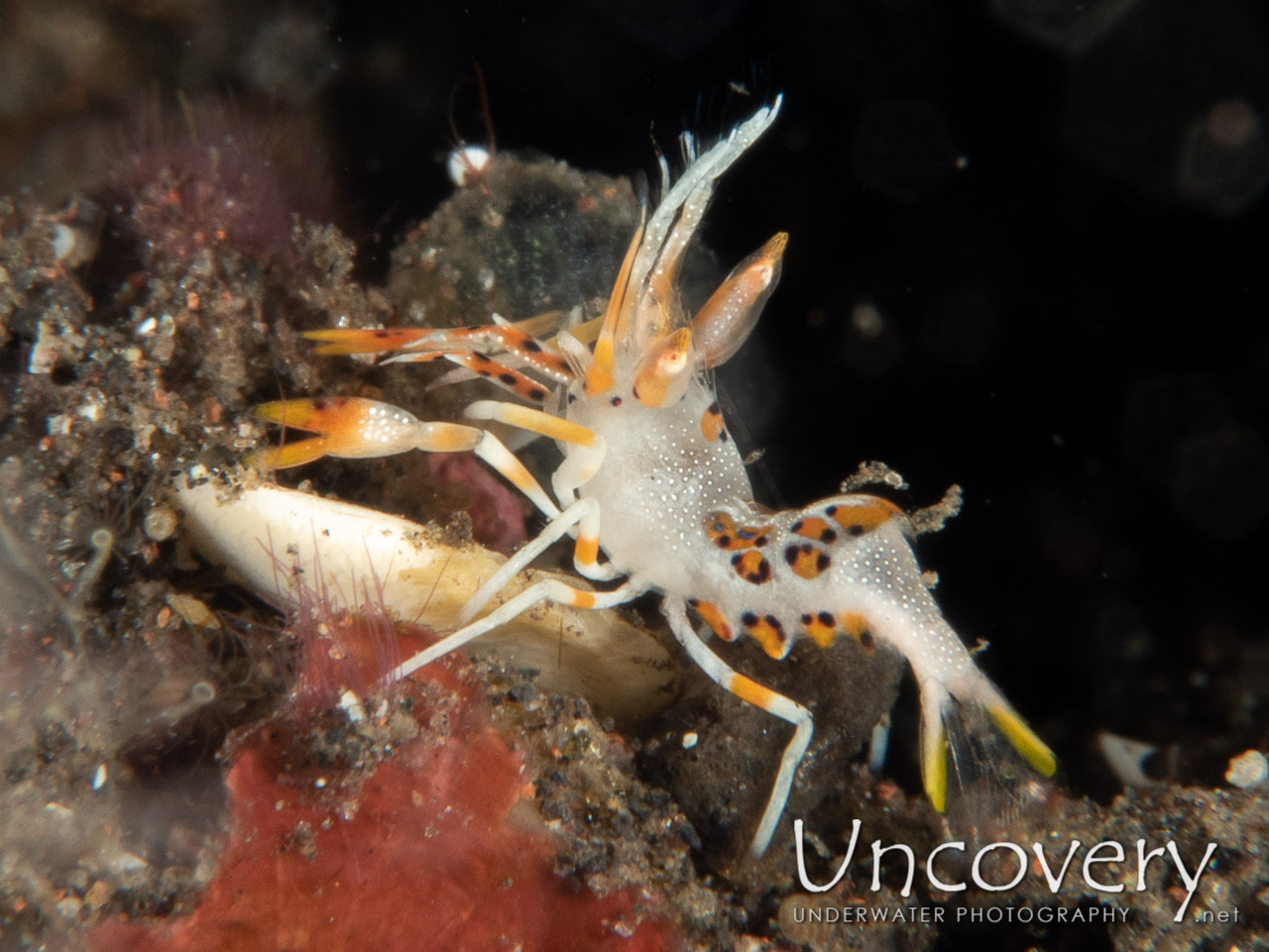 Tiger Shrimp (phyllognathia Ceratophthalma) shot in Indonesia|Bali|Tulamben|Wreck Slope