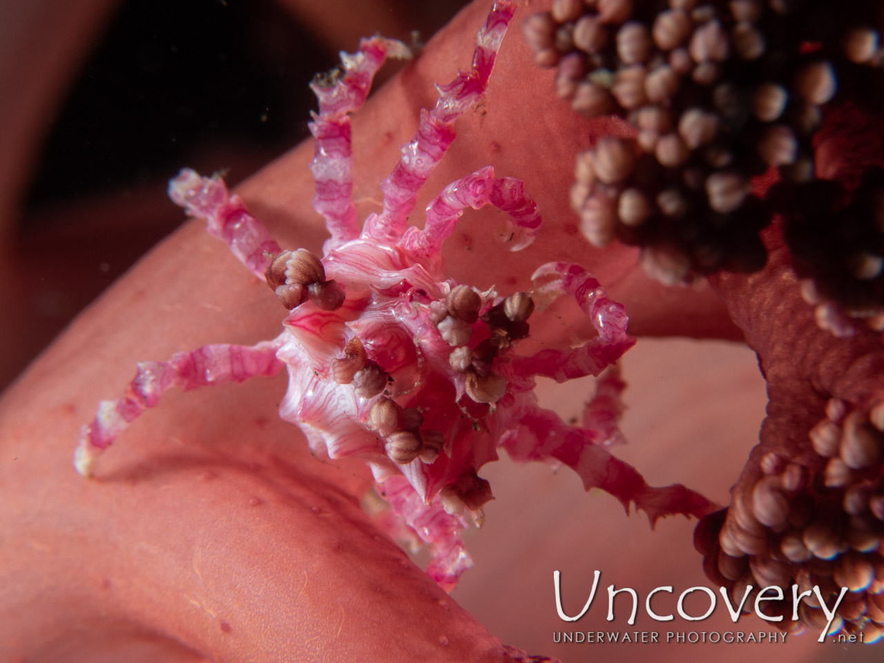Candy Crab (hoplophrys Oatesi) shot in Indonesia|Bali|Tulamben|Pantai Lahar