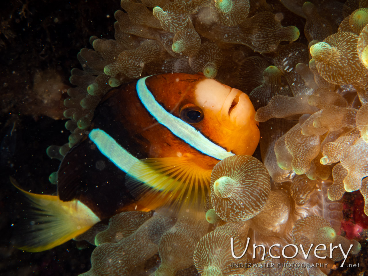 Yellowtail Clown Fish (amphiprion Clarkii) shot in Indonesia|Bali|Tulamben|Pantai Lahar