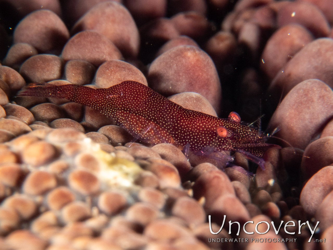 Sea Star Shrimp (zenopontonia Soror) shot in Indonesia|Bali|Tulamben|Pantai Lahar
