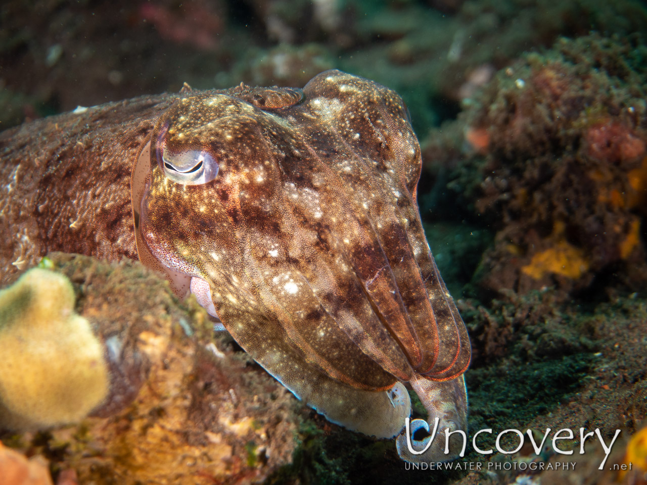 Broadclub Cuttlefish (sepia Latimanus) shot in Indonesia|Bali|Tulamben|Pantai Lahar