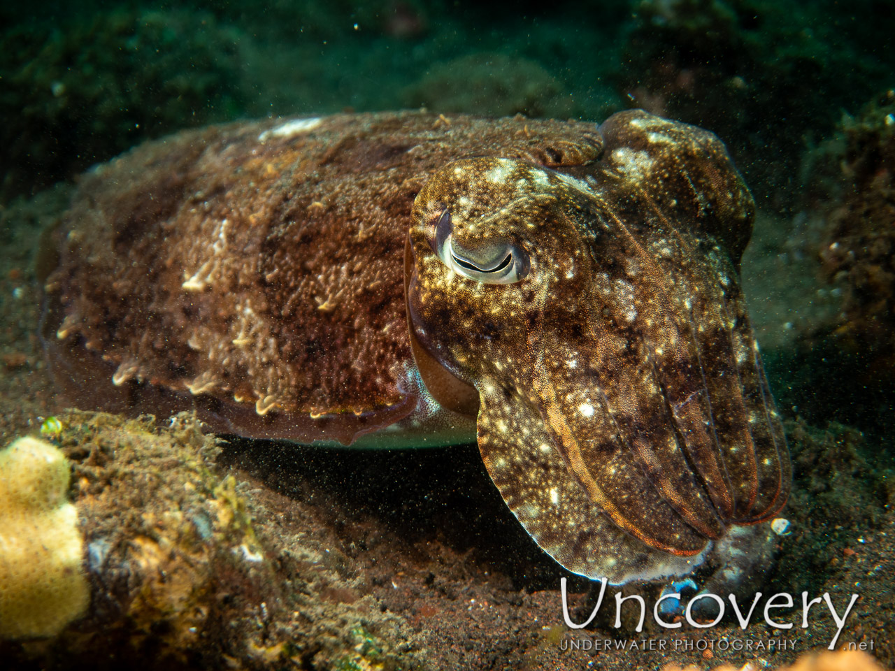 Broadclub Cuttlefish (sepia Latimanus) shot in Indonesia|Bali|Tulamben|Pantai Lahar