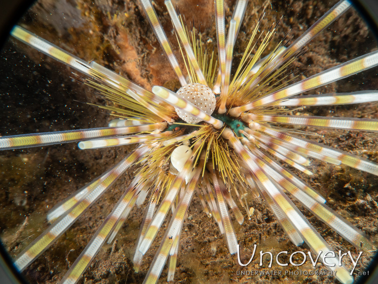Sea Urchin, photo taken in Indonesia, Bali, Tulamben, Tukad Linggah