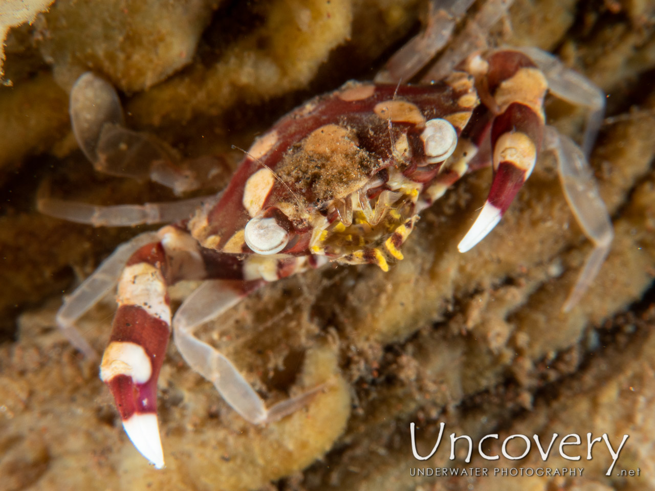 Harlequin Swimmer Crab (lissocarcinus Laevis) shot in Indonesia|Bali|Tulamben|Batu Niti Slope