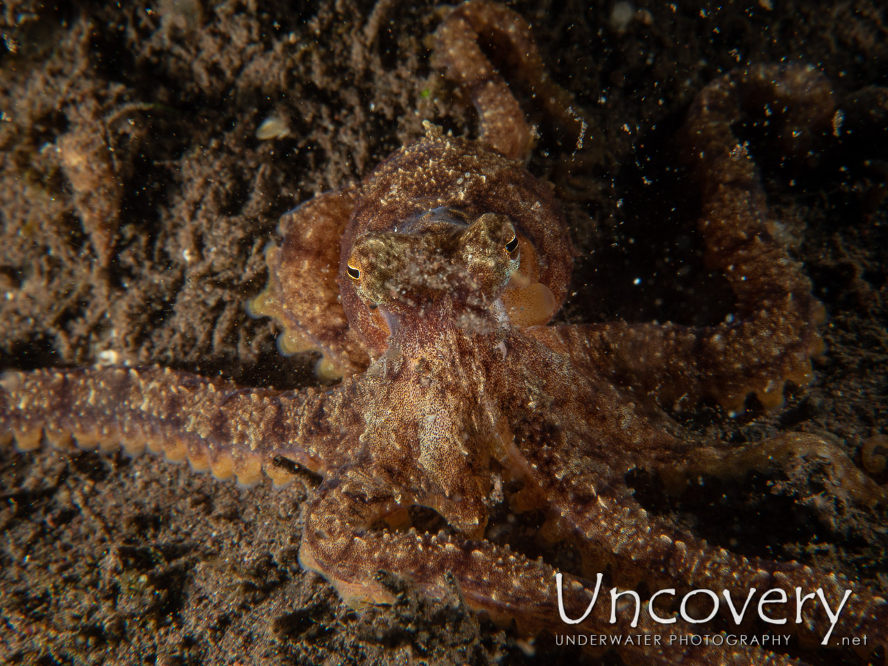Day Octopus (octopus Cyanea), photo taken in Indonesia, Bali, Tulamben, Batu Niti Slope