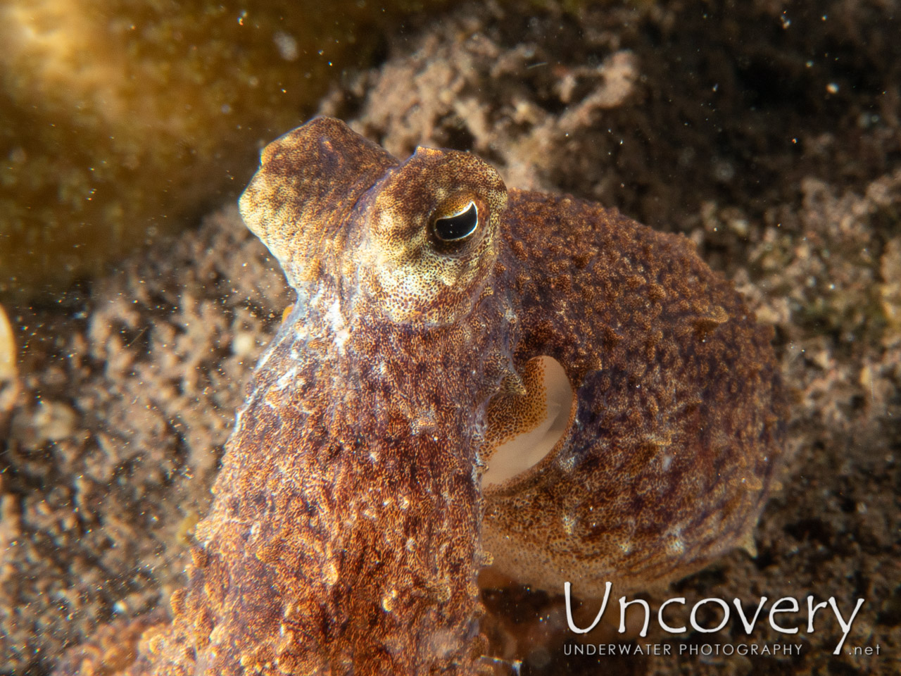 Day Octopus (octopus Cyanea), photo taken in Indonesia, Bali, Tulamben, Batu Niti Slope