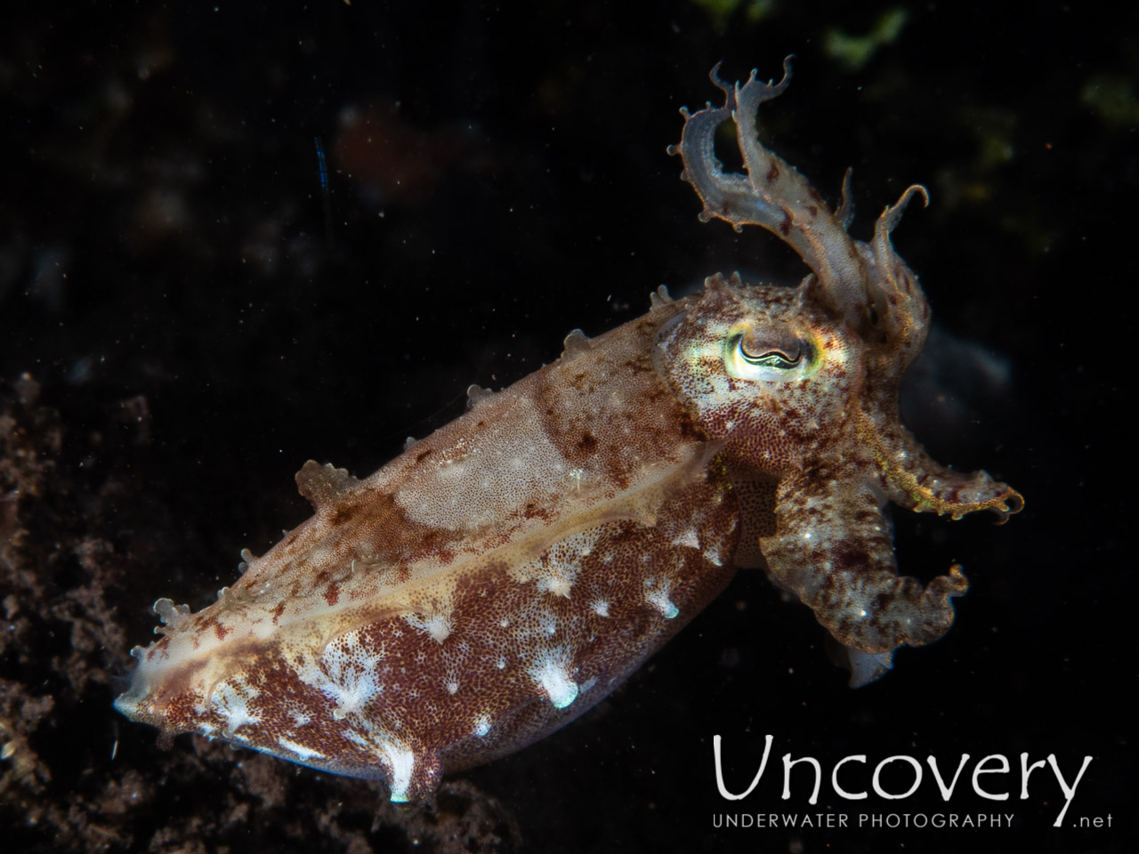 Needle Cuttlefish (sepia Aculeata), photo taken in Indonesia, Bali, Tulamben, Batu Niti Slope
