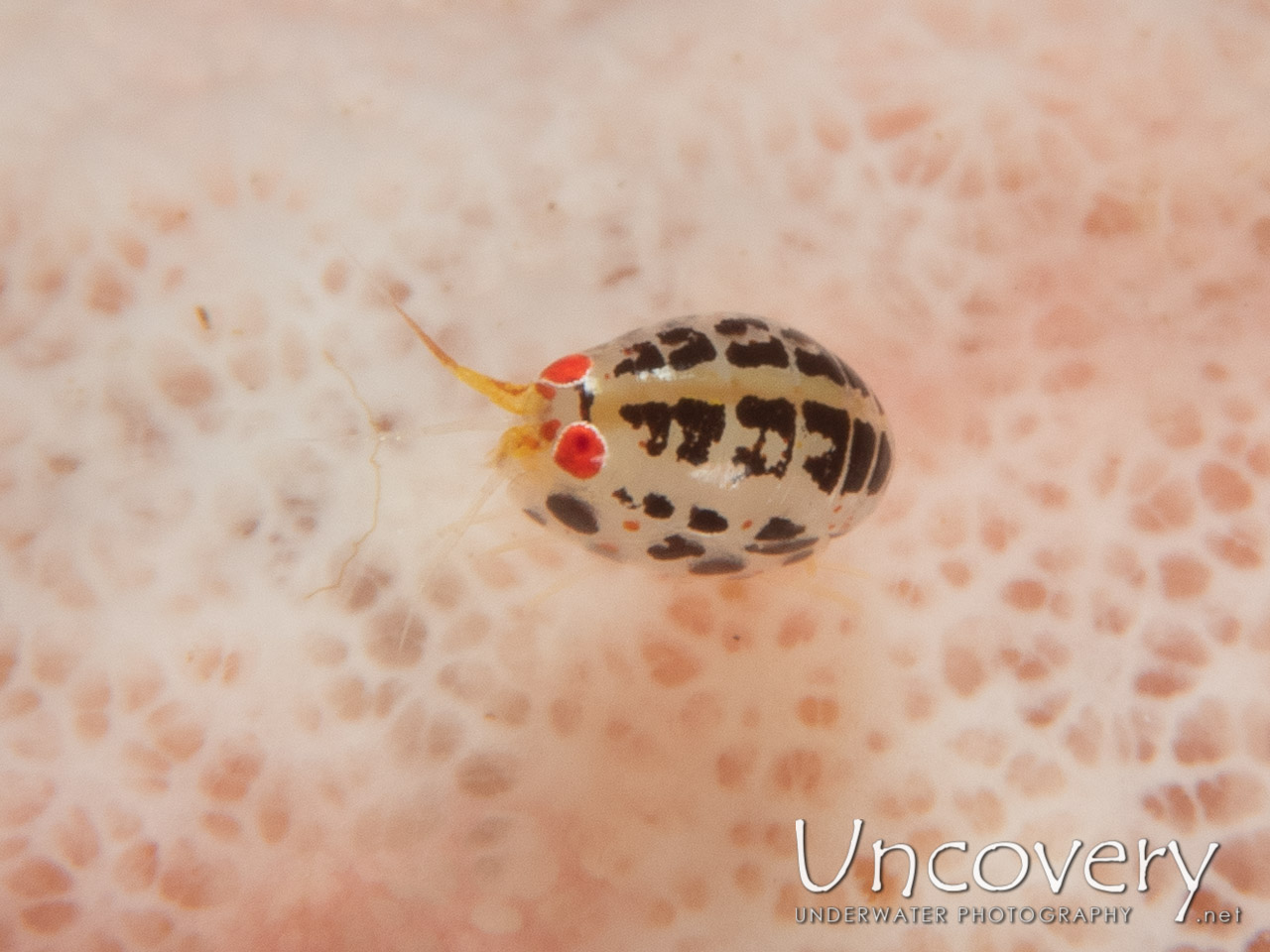 Ladybug (cyproideidae), photo taken in Indonesia, Bali, Tulamben, Ulami