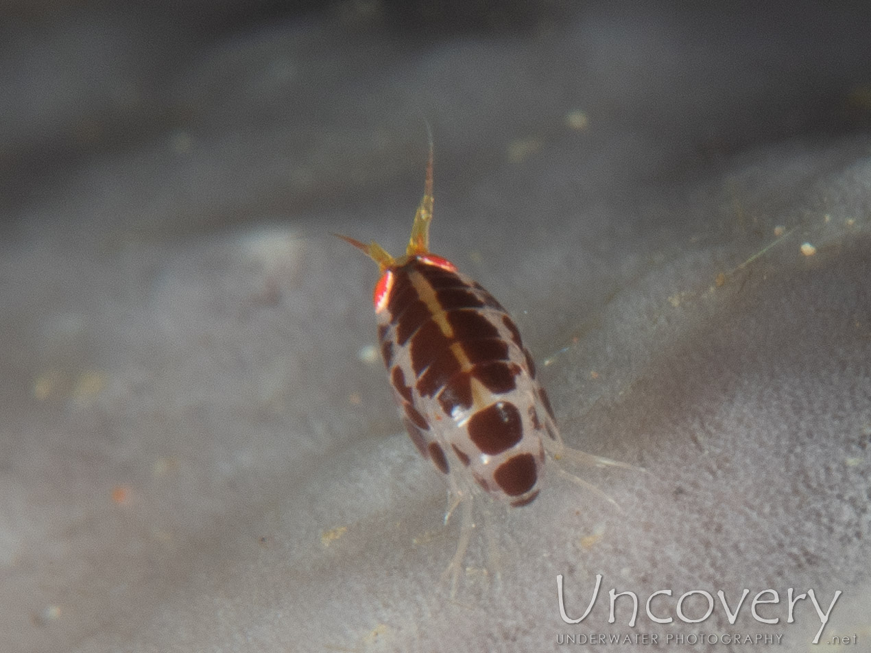 Ladybug (cyproideidae), photo taken in Indonesia, Bali, Tulamben, Ulami