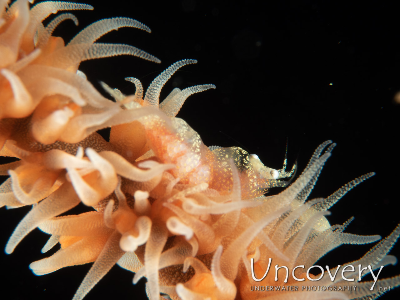 Anker's Whip Coral Shrimp (pontonides Ankeri) shot in Indonesia|Bali|Tulamben|Sidem