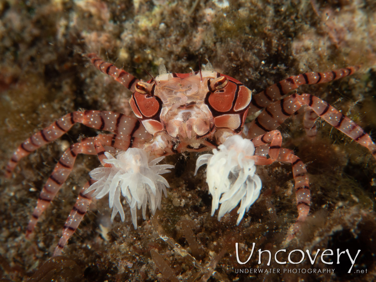 Mosaic Boxer Crab (lybia Tessellata) shot in Indonesia|Bali|Tulamben|Sidem