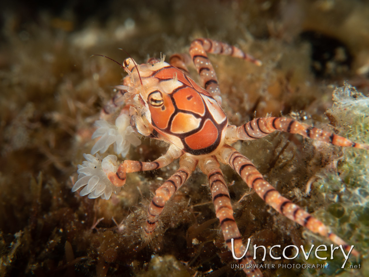 Mosaic Boxer Crab (lybia Tessellata) shot in Indonesia|Bali|Tulamben|Sidem