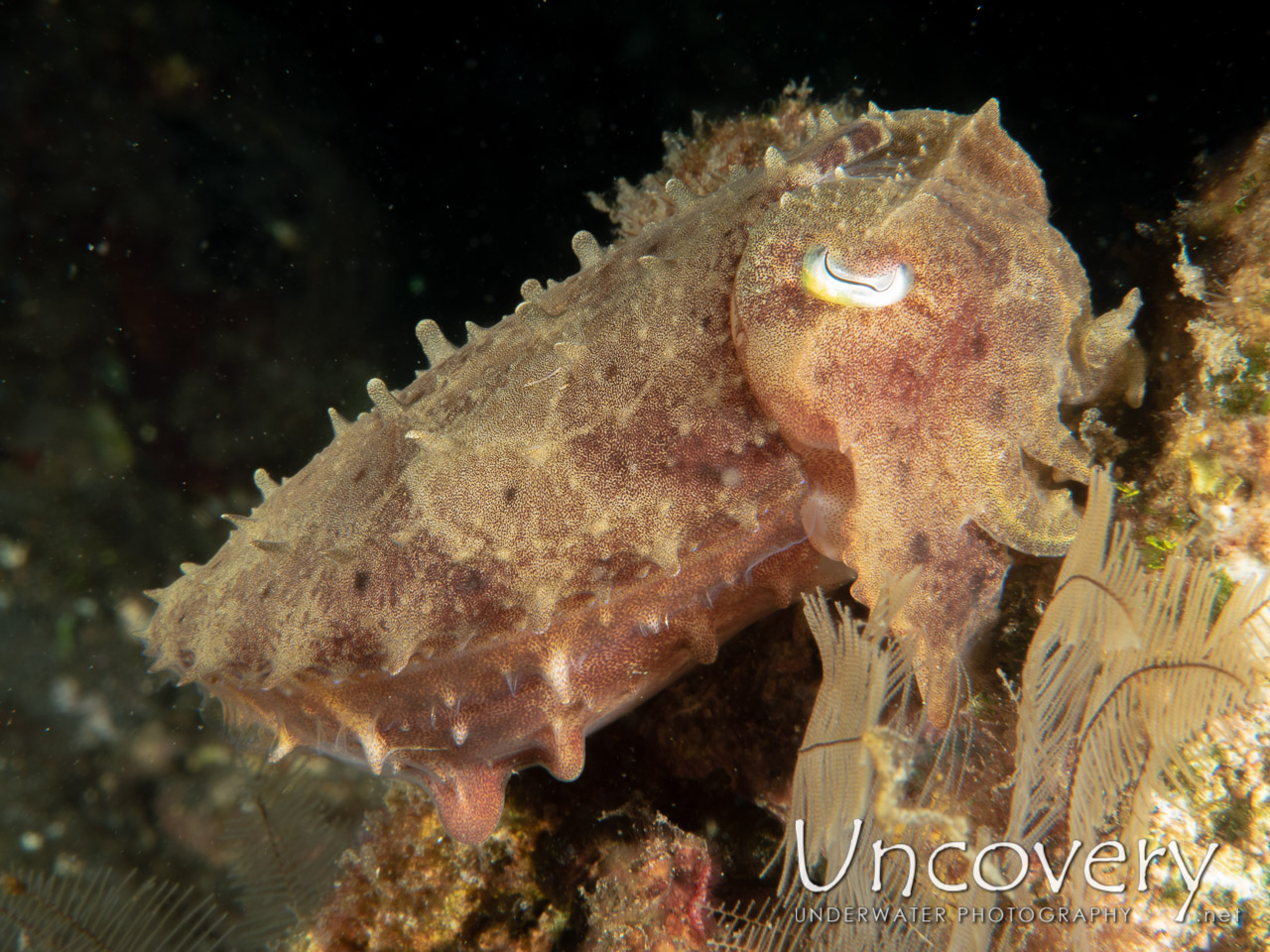Needle Cuttlefish (sepia Aculeata), photo taken in Indonesia, Bali, Tulamben, Bulakan Slope