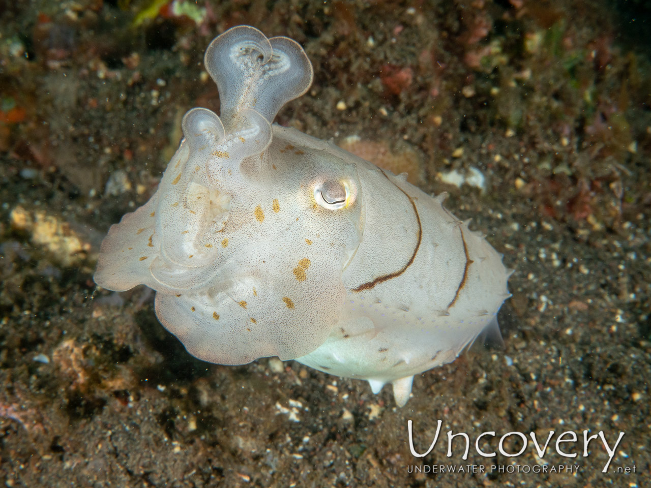 Broadclub Cuttlefish (sepia Latimanus), photo taken in Indonesia, Bali, Tulamben, Bulakan Slope