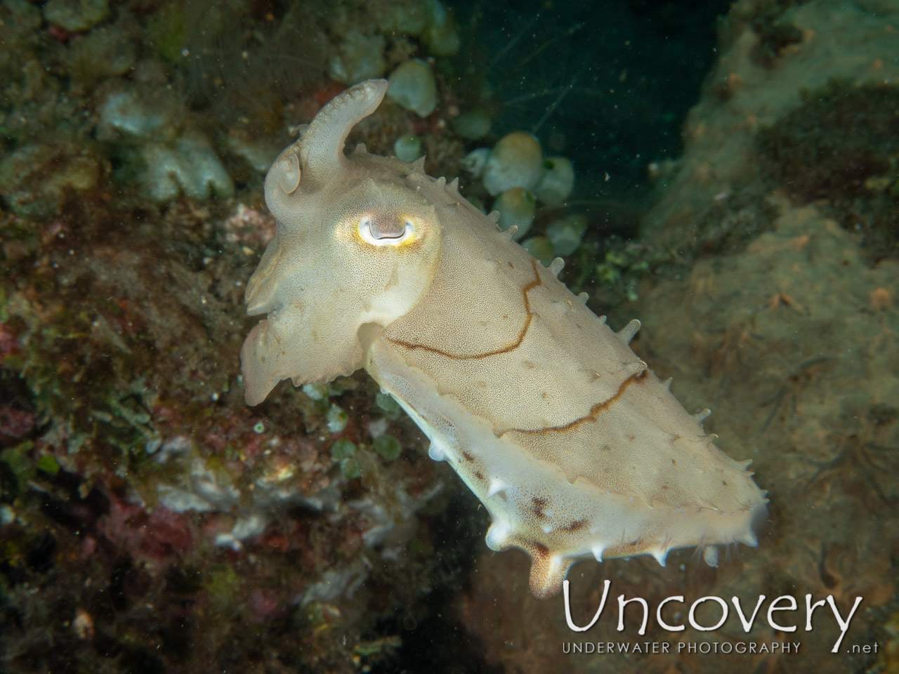Broadclub Cuttlefish (sepia Latimanus), photo taken in Indonesia, Bali, Tulamben, Bulakan Slope