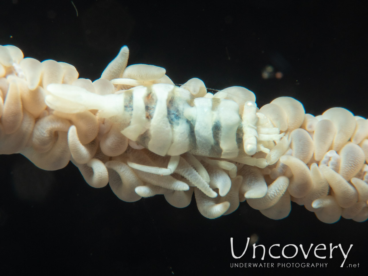 Anker's Whip Coral Shrimp (pontonides Ankeri), photo taken in Indonesia, Bali, Tulamben, Seraya Secrets