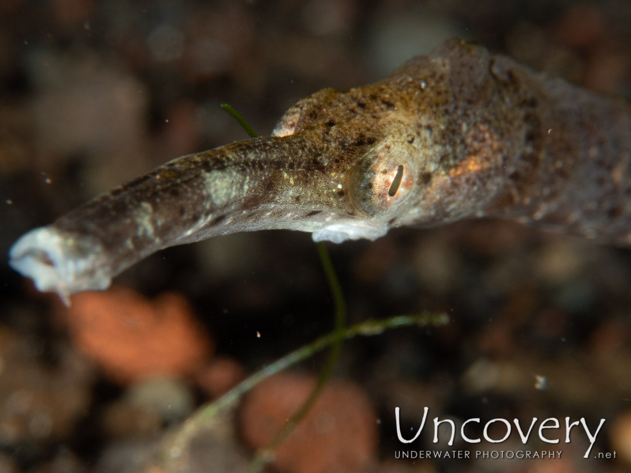 Shorttailed Pipefish (trachyrhamphus Bicoarctatus), photo taken in Indonesia, Bali, Tulamben, Seraya Secrets