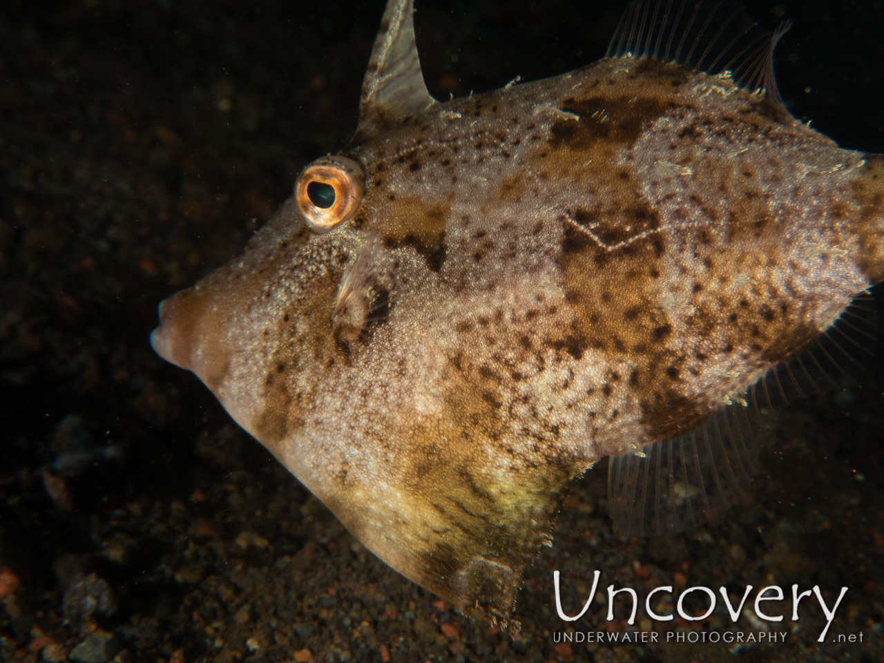 Filefish shot in Indonesia|Bali|Tulamben|Melasti