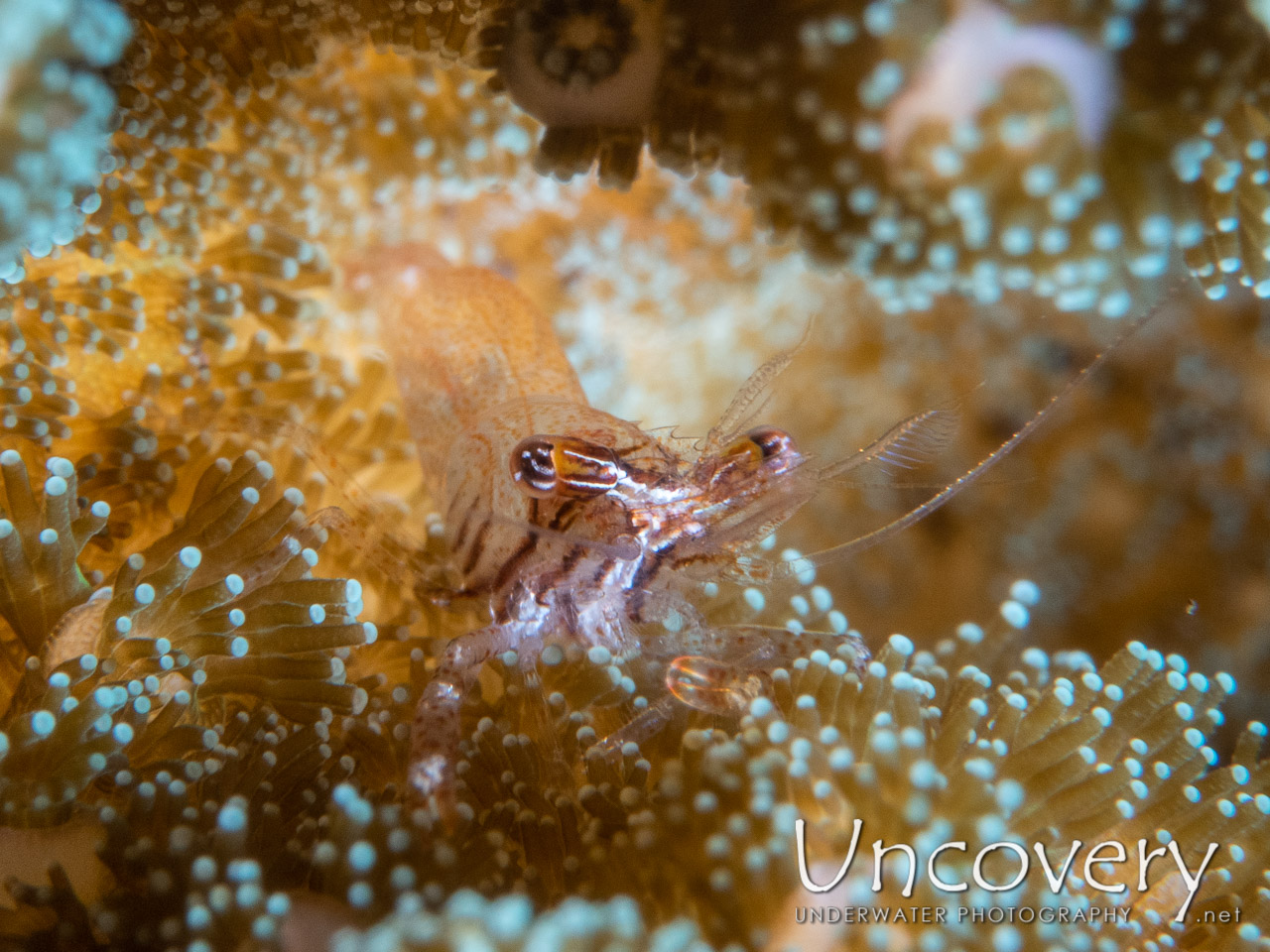 Coral Shrimp (periclimenella Spinifera), photo taken in Indonesia, Bali, Tulamben, Segara