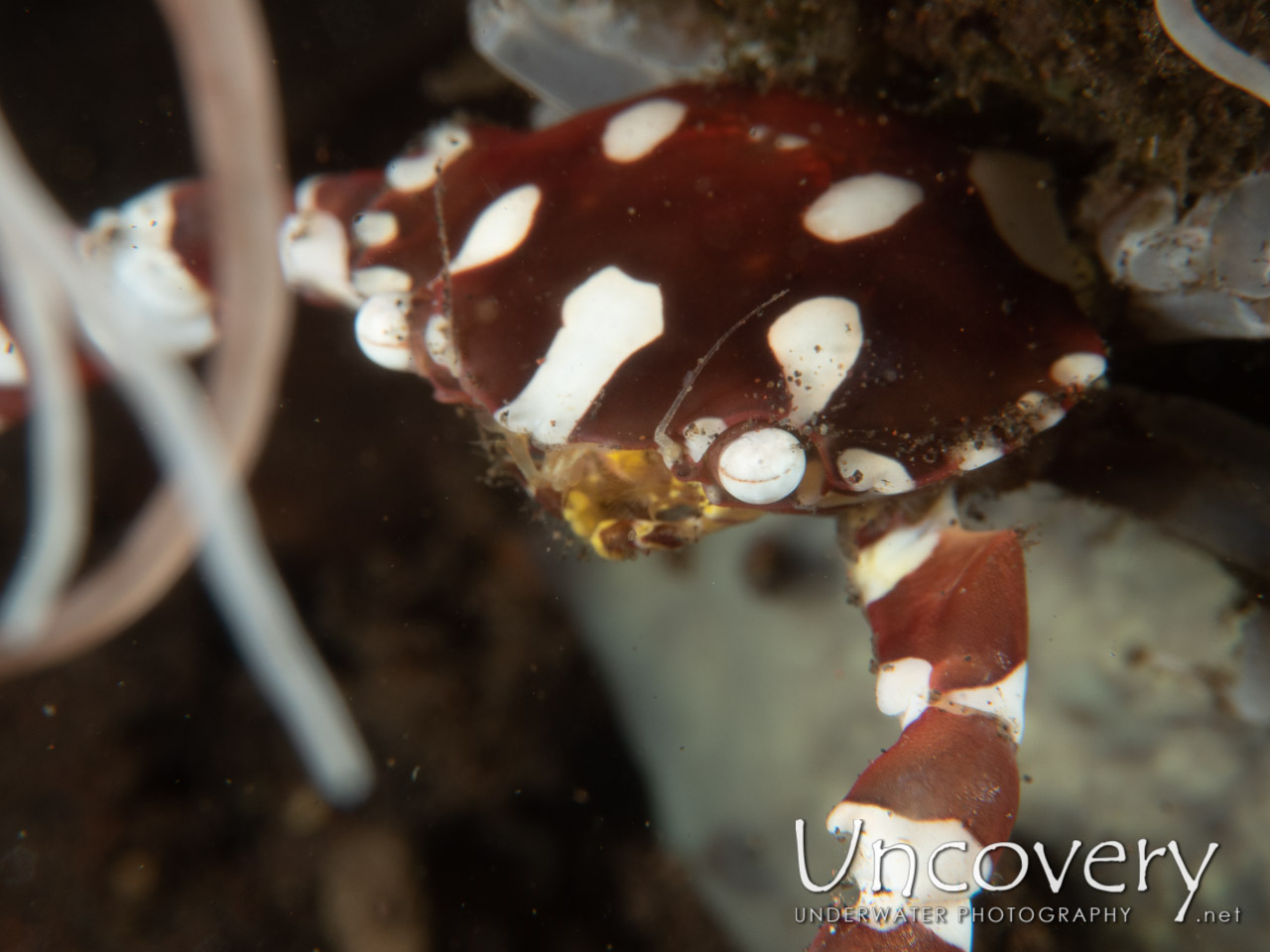 Harlequin Swimmer Crab (lissocarcinus Laevis) shot in Indonesia|Bali|Tulamben|Segara