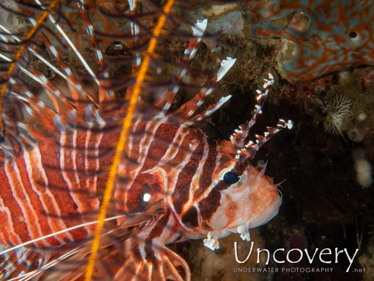 Red Lionfish (pterois Volitans), photo taken in Indonesia, Bali, Tulamben, Drop Off