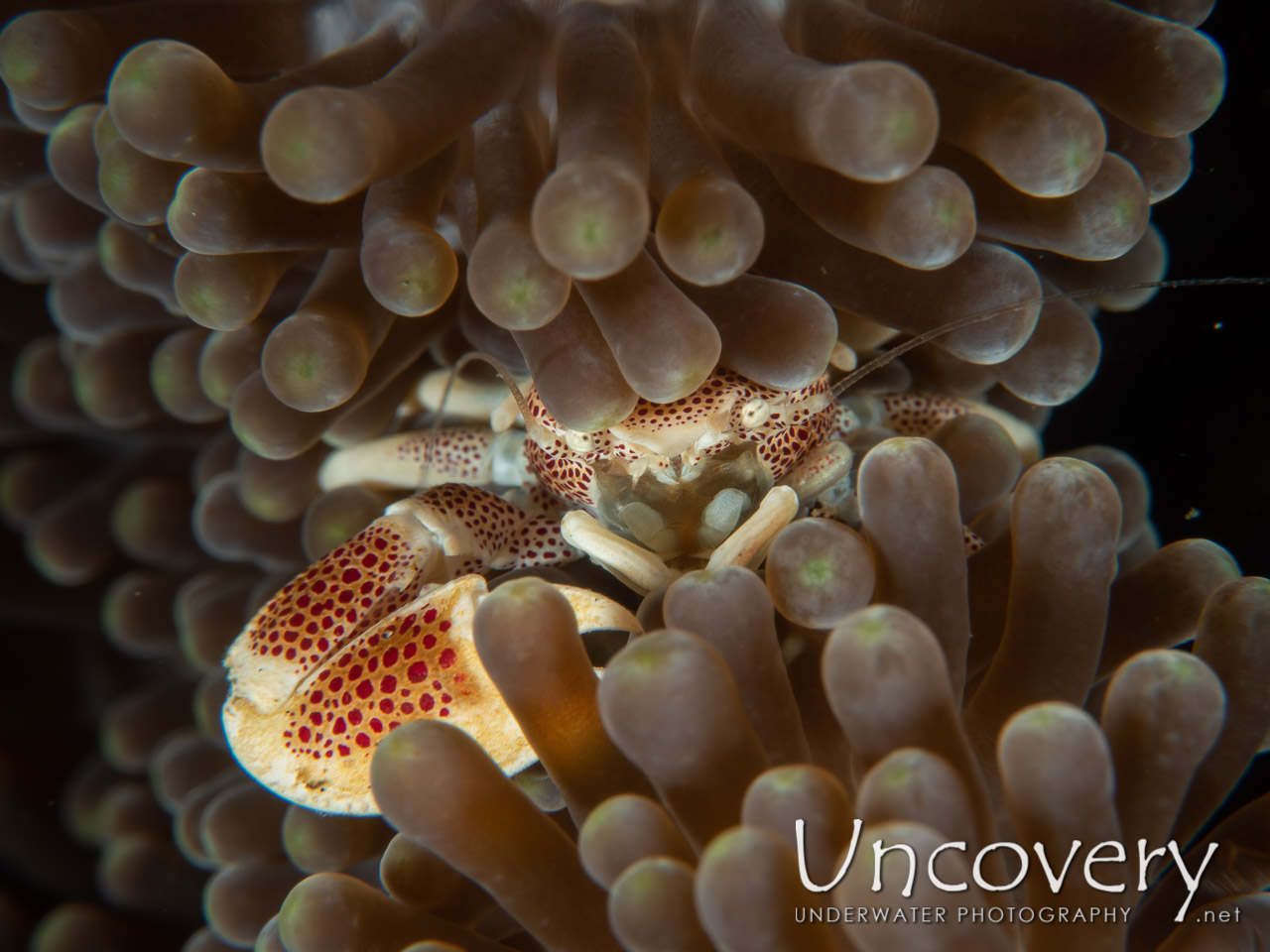 Spotted Porcelain Crab (neopetrolisthes Maculatus), photo taken in Indonesia, Bali, Tulamben, Drop Off