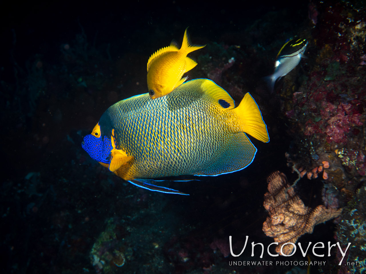 Yellowface Angelfish (pomacanthus Xanthometopon), photo taken in Indonesia, Bali, Tulamben, Drop Off