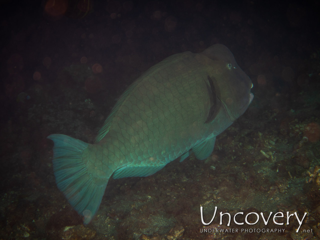 Humphead Parrotfish (bolbometopon Muricatum), photo taken in Indonesia, Bali, Tulamben, Drop Off