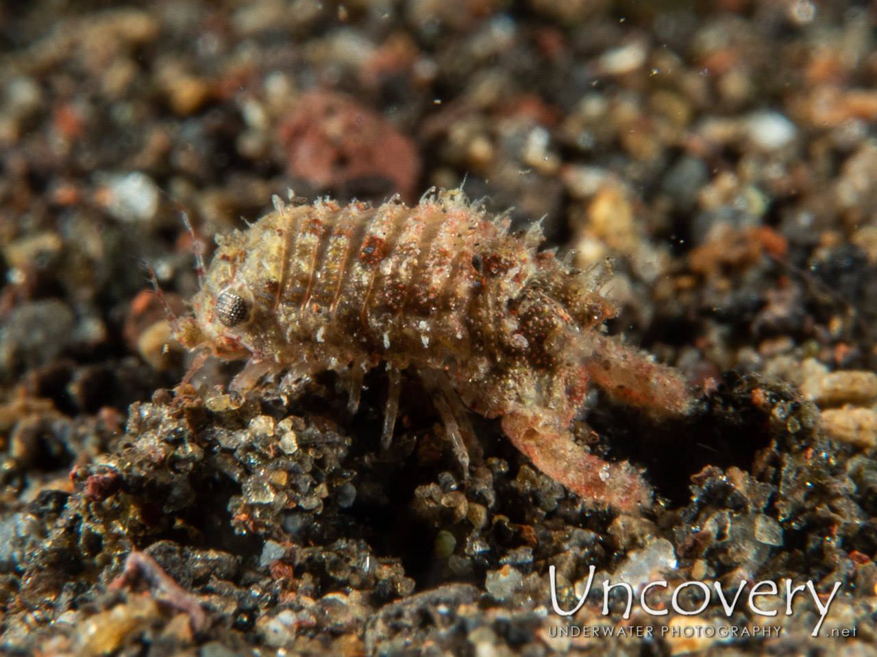 Hydroid Isopod (sphaeromatidae Sp.), photo taken in Indonesia, Bali, Tulamben, River