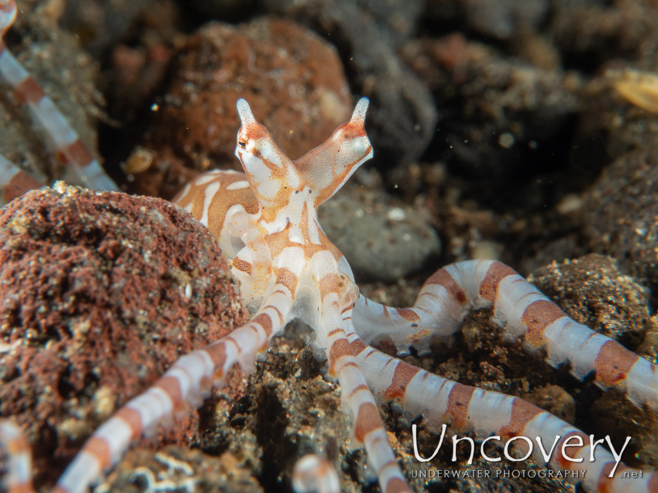 Wonderpus Octopus (wunderpus Photogenicus), photo taken in Indonesia, Bali, Tulamben, River