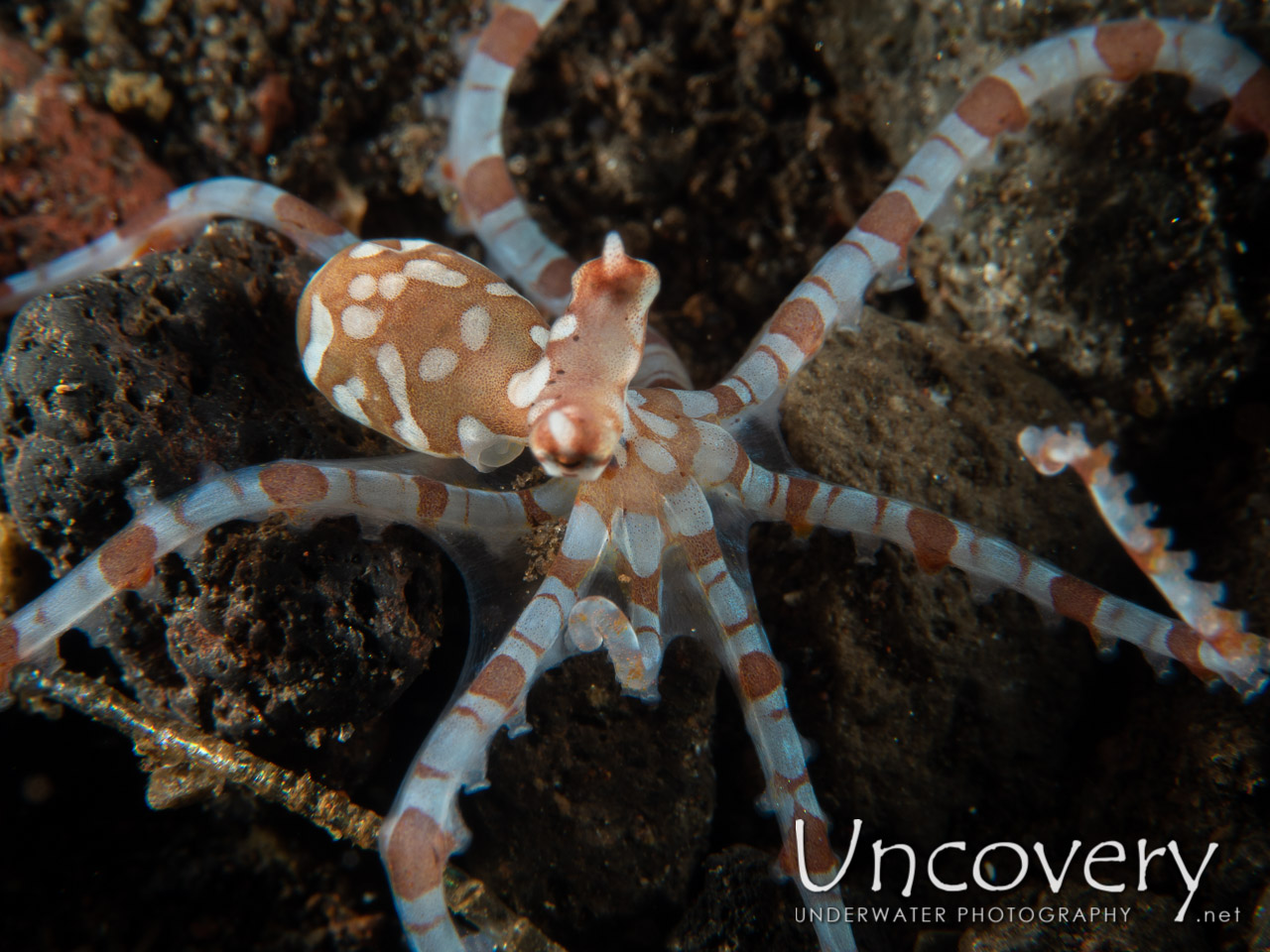 Wonderpus Octopus (wunderpus Photogenicus), photo taken in Indonesia, Bali, Tulamben, River