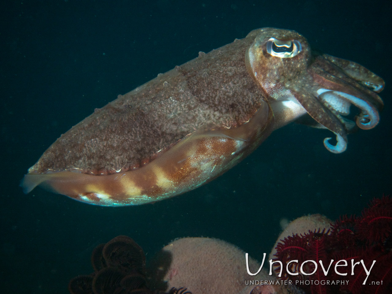 Broadclub Cuttlefish (sepia Latimanus), photo taken in Indonesia, Bali, Tulamben, Pantai Lahar