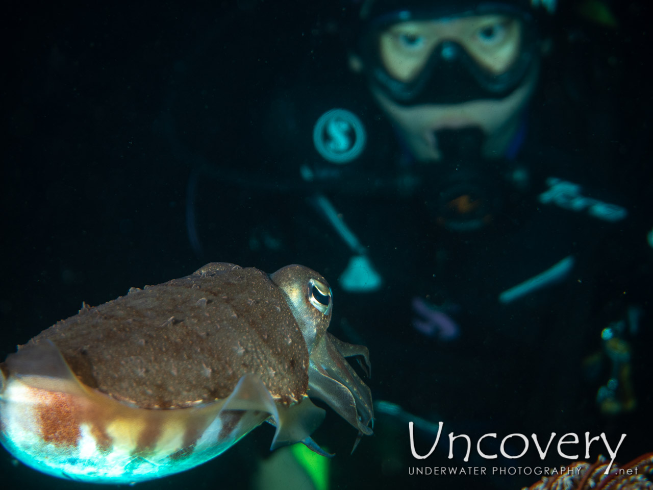 Broadclub Cuttlefish (sepia Latimanus), photo taken in Indonesia, Bali, Tulamben, Pantai Lahar