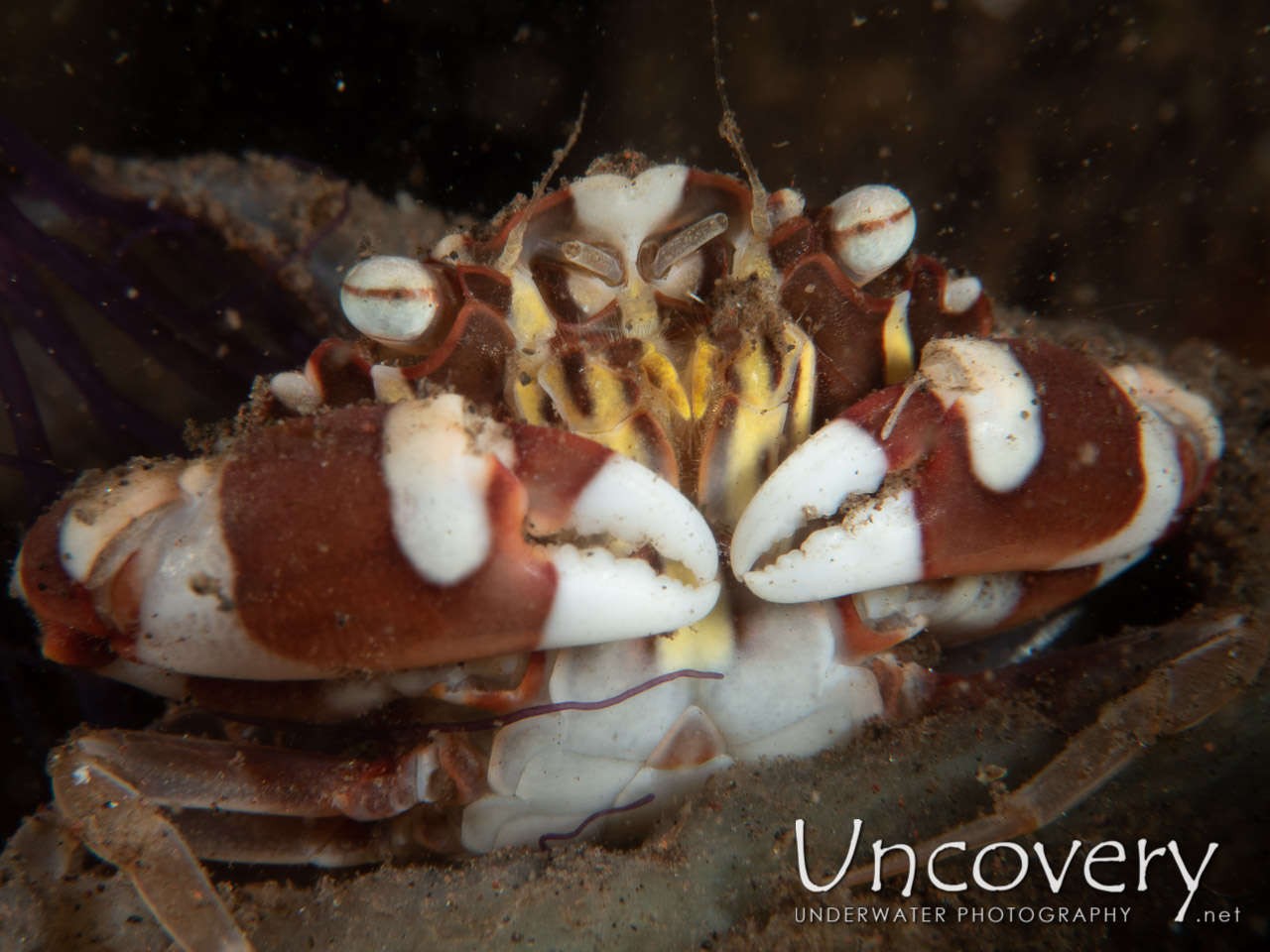 Harlequin Swimmer Crab (lissocarcinus Laevis) shot in Indonesia|Bali|Tulamben|Tukad Linggah